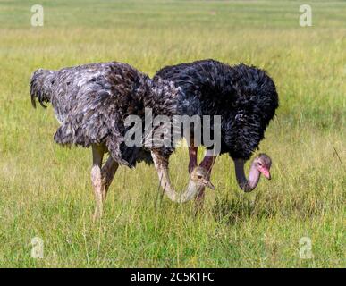 Struzzo comune (Struthio camelus). Struzzi maschili e femminili, Masai Mara National Reserve, Kenya, Africa orientale Foto Stock