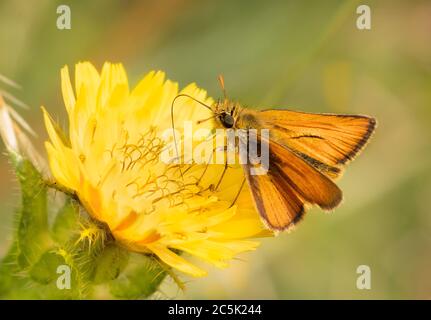 Piccolo skipper butterflfy, arroccato su una testa di erba nella campagna britannica Foto Stock