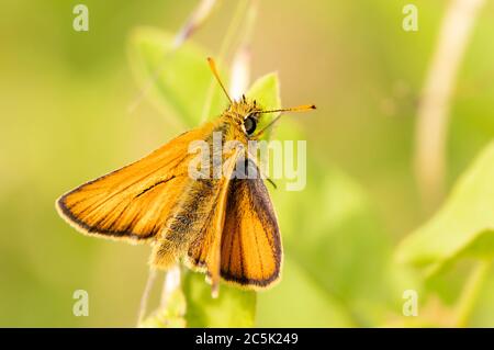 Piccolo skipper butterflfy, arroccato su una testa di erba nella campagna britannica Foto Stock