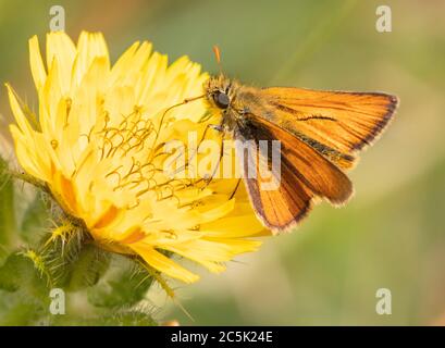 Piccolo skipper butterflfy, arroccato su una testa di erba nella campagna britannica Foto Stock