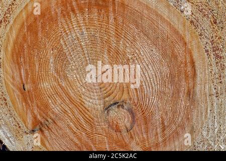 Sezione trasversale di un grande albero che aveva circa 125 anni quando è abbattuto Foto Stock