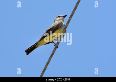 Western kingbird bird o Tyrannus verticalis appollaiato sulla linea di alimentazione contro il cielo blu chiaro Foto Stock