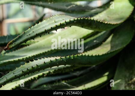 Vista ravvicinata di una grande foglia di cactus che mostra le sue foglie spiked, vista in un giardino botanico caldo casa. Foto Stock