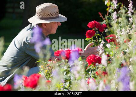 Giardiniere maturo guardando i fiori in un letto di fiori in un giardino alla luce del mattino - concentrarsi sul viso e la testa dell'uomo Foto Stock