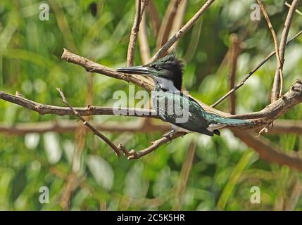 Green Kingfisher (Chloroceryle americana americana) adult perched on branch  Guaviare River; Inirida, Colombia      November Stock Photo