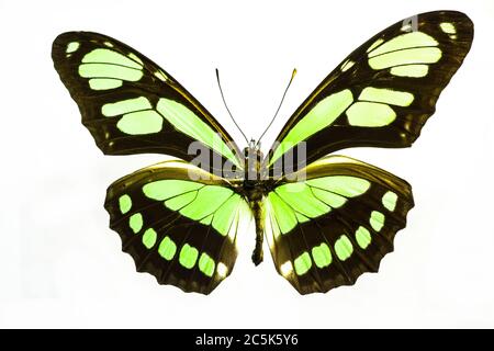 Bella verde lime e farfalla nera isolata su sfondo bianco. La specie è Filaethria Dido Longwing del Sud America. Foto Stock