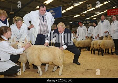 Il primo ministro Boris Johnson alla fiera invernale reale del Galles il 25 novembre 2019. Boris Johnson ritrae una pecora nell'anello delle pecore allo Showground Foto Stock