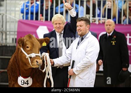 Il primo ministro Boris Johnson alla fiera invernale reale del Galles il 25 novembre 2019. Boris Johnson prende possesso di un toro Limousin nel settore del bestiame Foto Stock