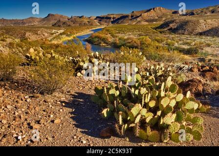 Cactus di pera di prickly sopra il Rio Grande visto dalla strada del fiume, deserto di Chihuahuan, nel Big Bend Ranch state Park, Texas, USA, con il lato messicano sulla destra Foto Stock