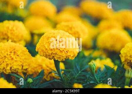 Campo di marigolette gialle, fiori luminosi nel giardino. Carta da parati floreale, sfondo naturale. Tagetes erecta, calendula africana dal girasole Foto Stock