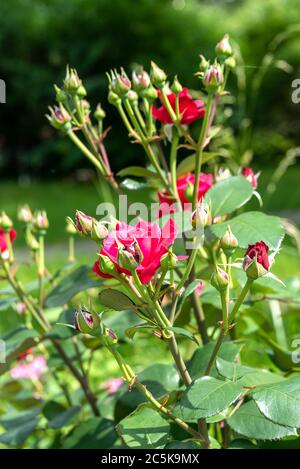 Cespuglio di rose con gemme non aperte e germoglio in fiore. Messa a fuoco selettiva. Rose in fiore. Foto Stock