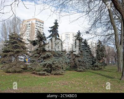 Diversi alberi di abete rosso blu crescono su uno dei prati del Parco del Distretto di Suvorov di Odessa Foto Stock