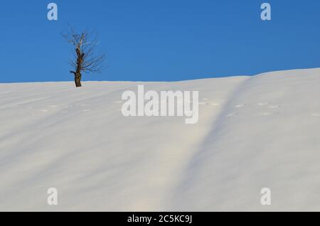 Albero morto solitario su una collina innevata e impronte sulla superficie della neve Foto Stock