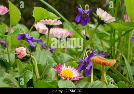 Micro mondo su un prato in primavera, violette, fiori margherita e molto piccolo fungo Escultentus precoce Foto Stock