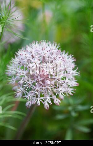 Allium karataviense fiori nel giardino. Kara Tau aglio. Foto Stock