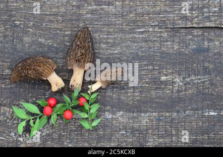 Tre funghi Morel giovani e le fery agrifoglio su vecchio tavolo di quercia Foto Stock