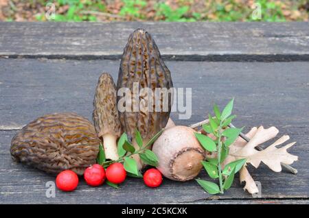 Lo staff di primavera e autunno insieme, i funghi Morel primavera e le foglie d'autunno e le bacche agrifoglio su vecchio tavolo di quercia Foto Stock