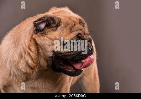 Primo piano del cane PUG, ritratto, scatto in studio, orientamento orizzontale Foto Stock
