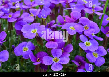Cornice completa di fiori viola, piccoli, sfondo floreale Foto Stock