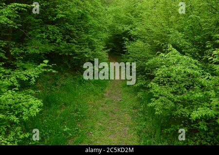 Sentiero forestale attraverso la foresta giovane, primavera e vegetazione Foto Stock