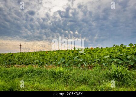 Cielo prima della tempesta su un campo di girasole Foto Stock