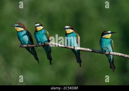 Quattro in una ramo di Eater di ape Foto Stock