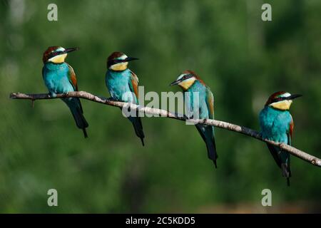 Quattro in una ramo di Eater di ape Foto Stock