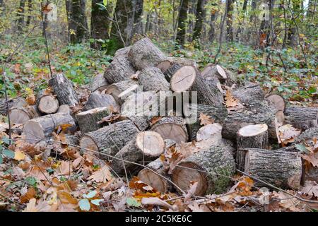 Grande pila di legna da ardere di quercia nel mezzo della foresta di quercia autunnale, tagliata fuori e preparata per il trasporto Foto Stock