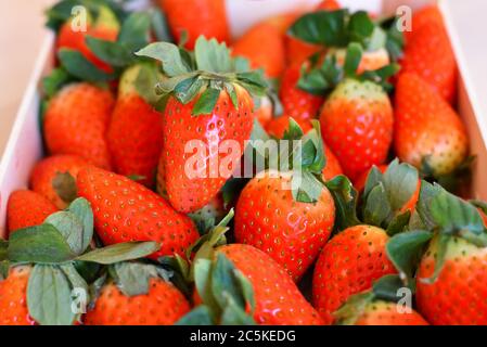 Primo piano di fragole rosse mature succose con foglie verdi. Foto Stock