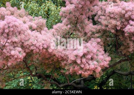 Abbronzatura Skumpiya, Coggygria Cotinus o Smoke Tree Foto Stock