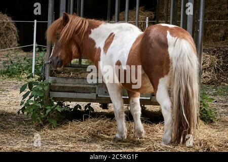 Carino pony marrone e bianco in piedi in paddock cavallo con un alimentatore di fieno Foto Stock