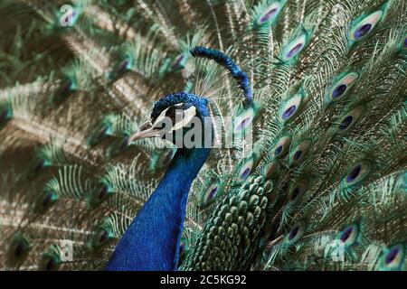 Primo piano di un pavone blu indiano (Pavo cristatus) mostra le sue piume spalancate con eyespot Foto Stock