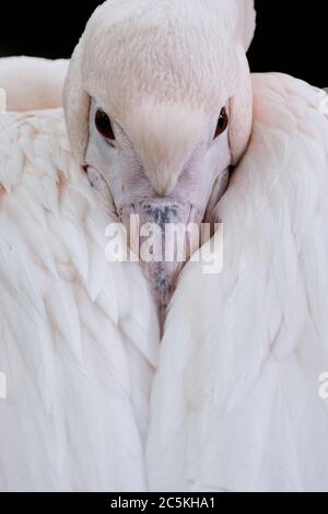 Primo piano del pellicano bianco orientale riposante con il suo disegno di legge messo nel suo piumaggio, PELELANUS onocrotalo Foto Stock