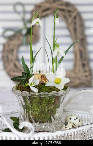 decorazione primaverile con gocce di neve e fiore helleborus niger in vaso di vetro Foto Stock
