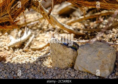 Una lucertola dalle decorazioni blu si trova su una roccia nel deserto. Foto Stock