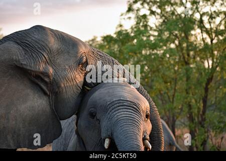 Due elefanti africani (Loxodonta) che giocano. Uno con il tronco che poggia sull'altra testa. Sabi Sand Game Reserve, Grande Kruger, Sudafrica. Foto Stock