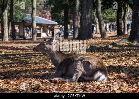 Cervi in autunno mattina al parco pubblico di Nara a Nara, Giappone Foto Stock