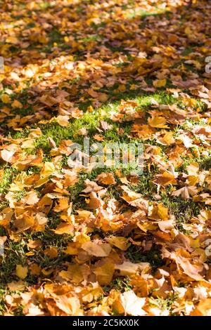 Foglie d'acero colorate sull'erba verde, vista dall'alto. Foglie di acero giallo autunno su erba verde in tempo soleggiato, fuoco morbido selettivo. Foto Stock