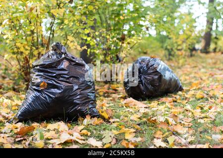 Mazzo di foglie appassite giacenti in nero bin bags.Black spazzatura sacchi riempito con caduto leaves.Seasonal pulizia delle strade della città da foglie caduti di Foto Stock