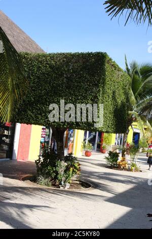 Cespuglio verde curato a forma quadrata a Cozumel, Messico Foto Stock