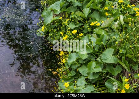 Paludi di palude gialla lungo un torrente di acqua dolce nel Michigan settentrionale. Foto Stock