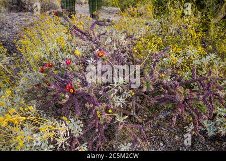 Staghorn Cholla in fiore con fiori selvatici rossi al Saguaro National Park a Tucson, Arizona. Foto Stock