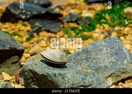 Conchiglie di vongole che giacciono sulla roccia sulla spiaggia. Messa a fuoco morbida. Foto Stock