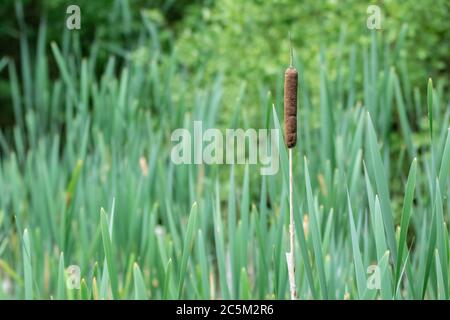 Singolo bullrush comune o picco di cattail che cresce in palude a Wexford, Irlanda Foto Stock