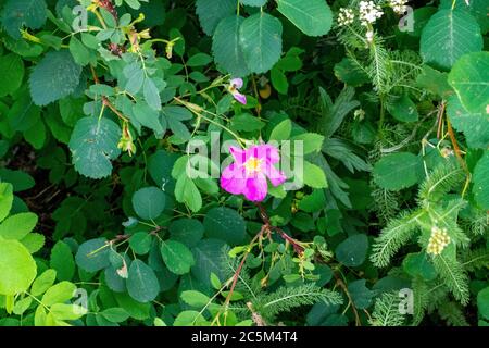 Colorado Wildflowers a Bloom nella contea di Routt Foto Stock