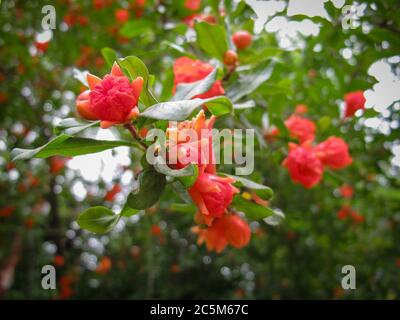 Primo piano di fiori di melograno rosso brillante in estate su sfondo sfocato. Bella fiori rossi fioritura melograno su un ramo di albero in giardino. Foto Stock