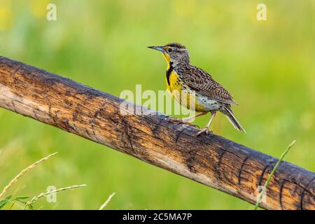 Adulto Western meadowlark (Sturnella negligecta) appollaiato su rotaia recinzione Foto Stock