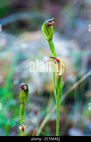 Una piccola orchidea terrestre conosciuta come un Entroterra Greenhood a punta rossa (Pterostylis sp. Affin. Parviflora) Foto Stock