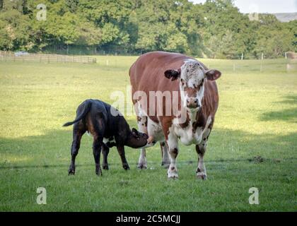 Mucca e vitello che si nutrono in un campo del Cheshire Foto Stock