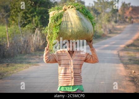 TIKAMGARH, MADHYA PRADESH, INDIA - 11 FEBBRAIO 2020: Ragazza indiana che porta l'erba sulla testa alla strada, una scena rurale indiana. Foto Stock